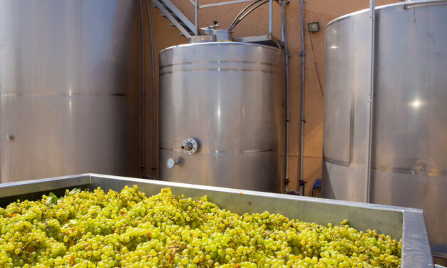 Produção de vinho, entenda quais são as principais etapas.