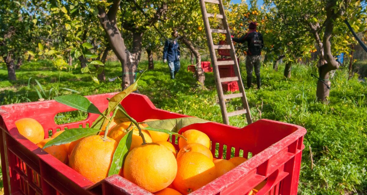 Verticalização da produção: como transformar a colheita de frutas em um negócio industrial de polpas e sucos?