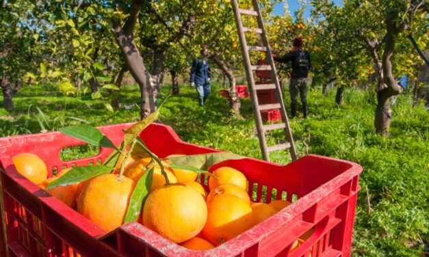 Verticalização da produção: como transformar a colheita de frutas em um negócio industrial de polpas e sucos?